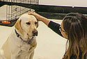 Media Room and Momo the Therapy Dog