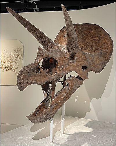 Triceratops Skull