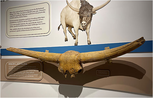 North American Bison Skull